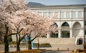 벚꽃 만발한 삼육대 캠퍼스… 아쉬움 뒤로하고 내년 봄 기약