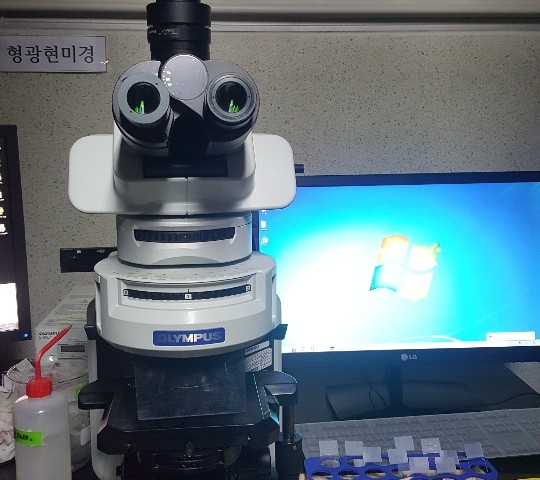 형광현미경 2 (Fluorescence microscope)