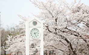 [삼육동사진관] 벚꽃으로 물든 캠퍼스