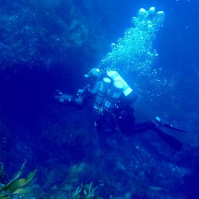 [사진] 이택준 교수가 제주 서귀포 앞 문섬에서 트라이믹스 다이빙을 이용한 해양무척추동물 발굴 조사를 하고 있다.