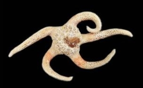 동물자원과학과 이택준 교수, 신종·미기록종 해양생물 156종 발견
