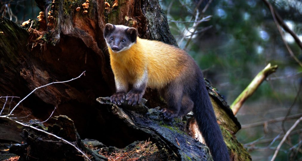 cute-yellow-throated-marten-martes-flavigula-on-2023-11-27-04-48-56-utc-1-scaled