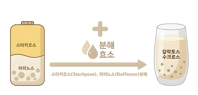 두유 마시면 더부룩?… 올리고당 분해 기술로 해결했다
