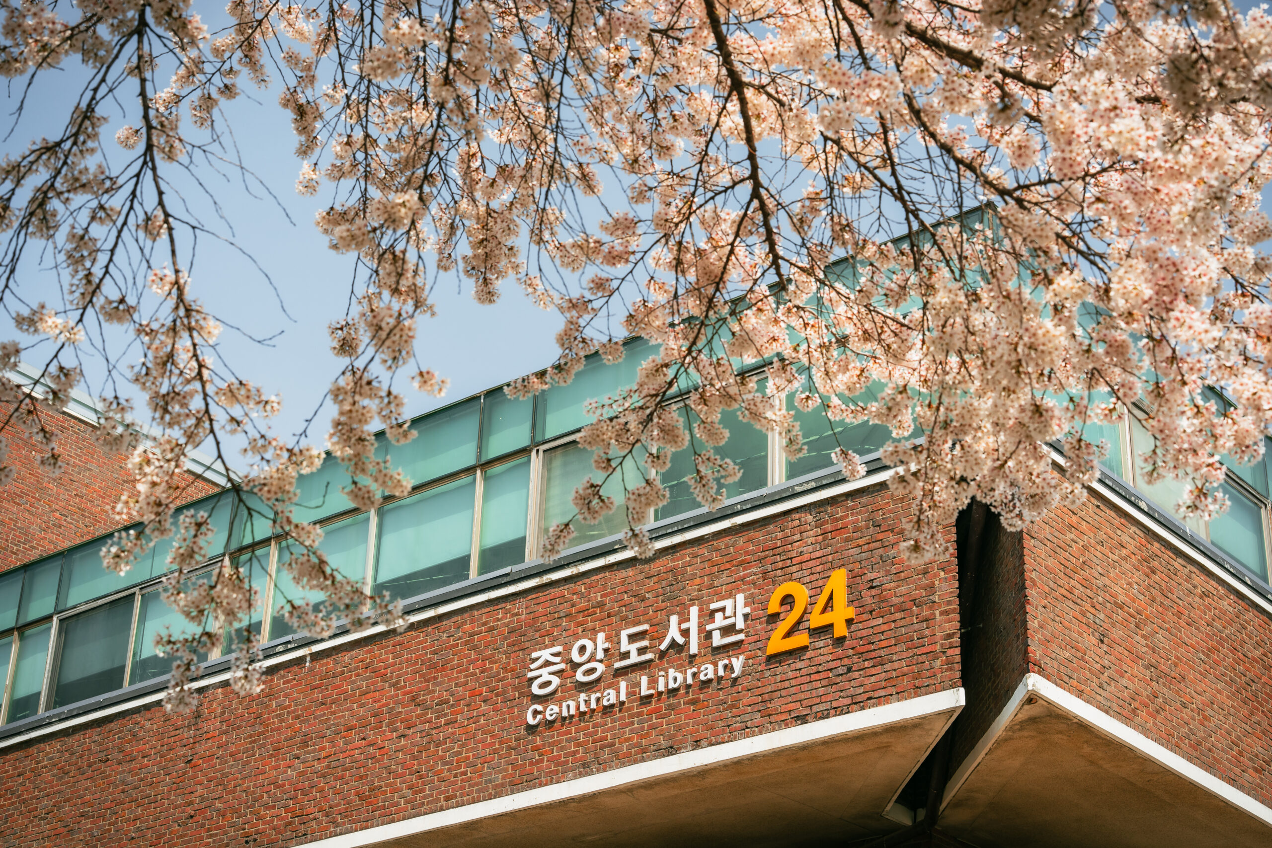 벚꽃 만발한 삼육동 캠퍼스… 아쉬움 뒤로하고 내년 봄 기약