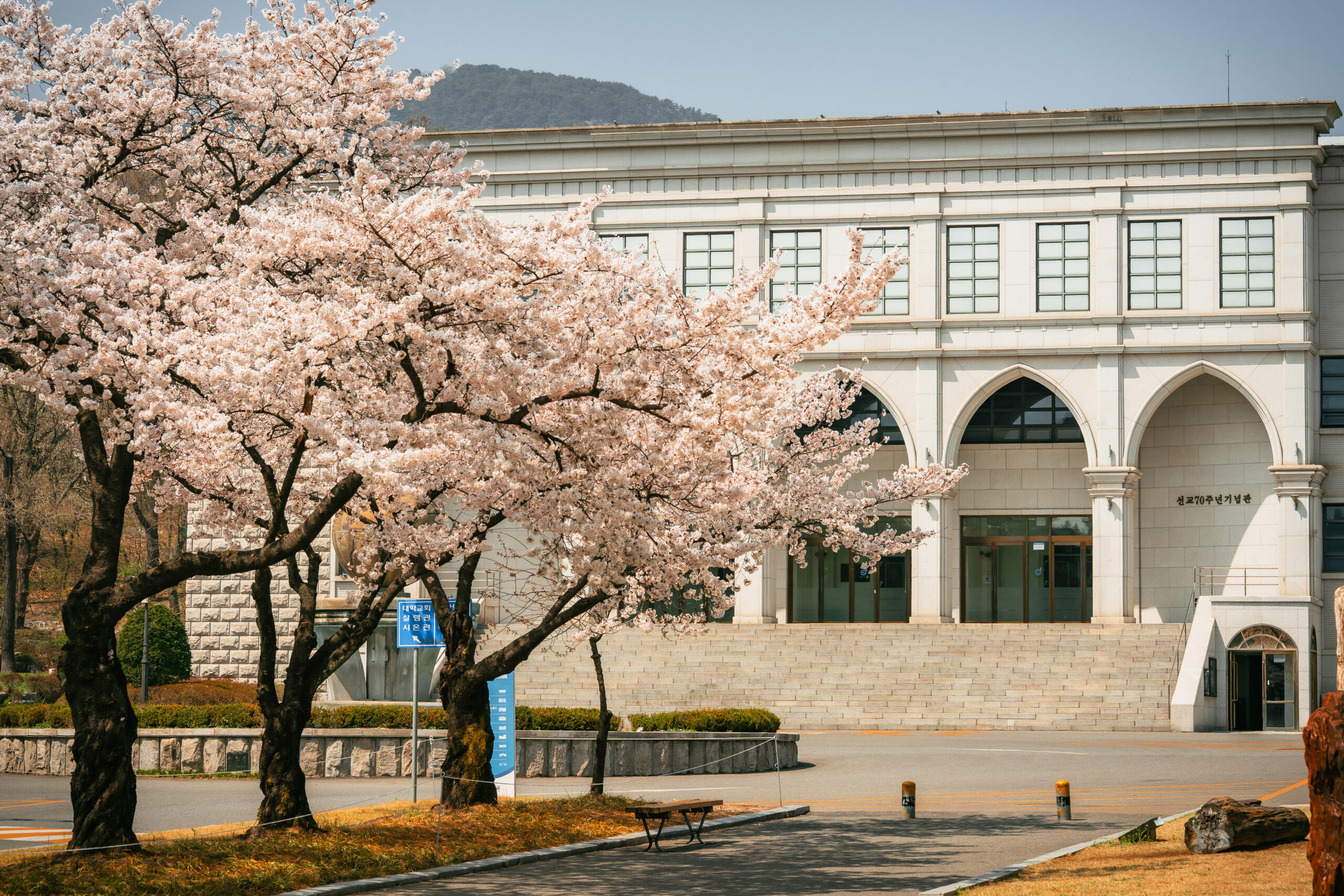 벚꽃 만발한 삼육동 캠퍼스… 아쉬움 뒤로하고 내년 봄 기약