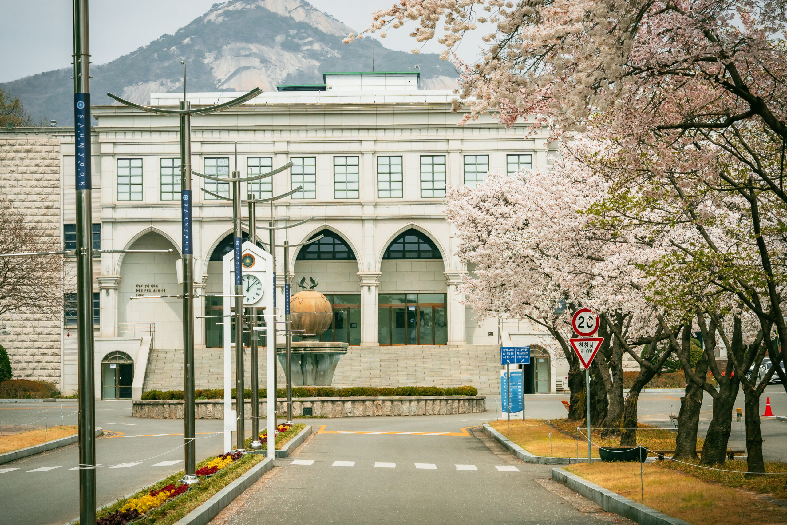 벚꽃 만발한 삼육동 캠퍼스… 아쉬움 뒤로하고 내년 봄 기약