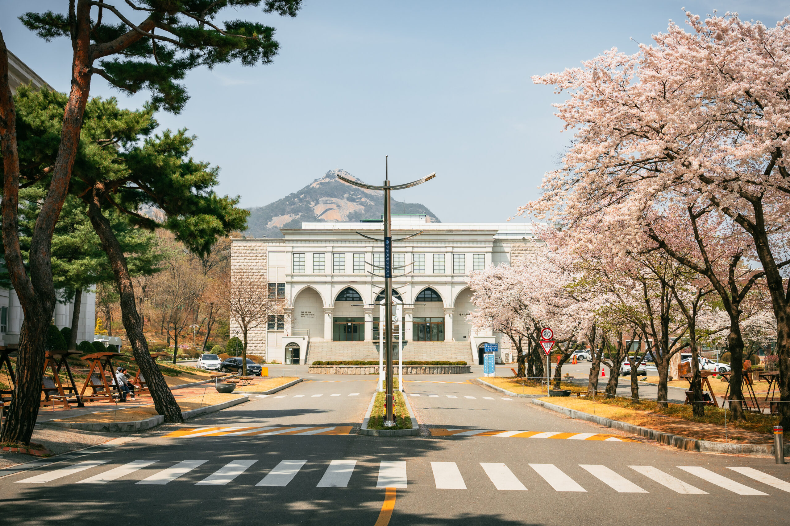 벚꽃 만발한 삼육동 캠퍼스… 아쉬움 뒤로하고 내년 봄 기약