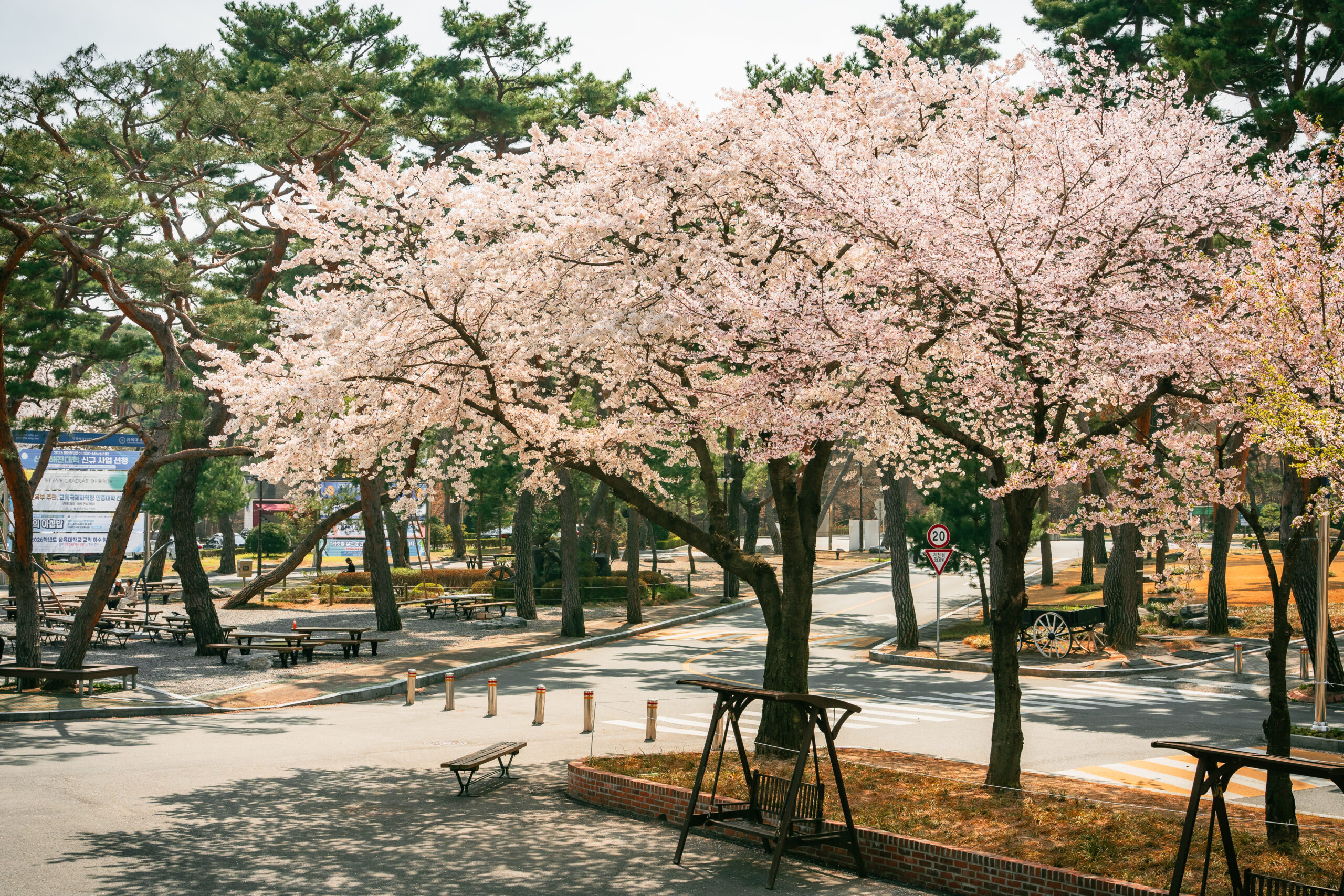 벚꽃 만발한 삼육동 캠퍼스… 아쉬움 뒤로하고 내년 봄 기약
