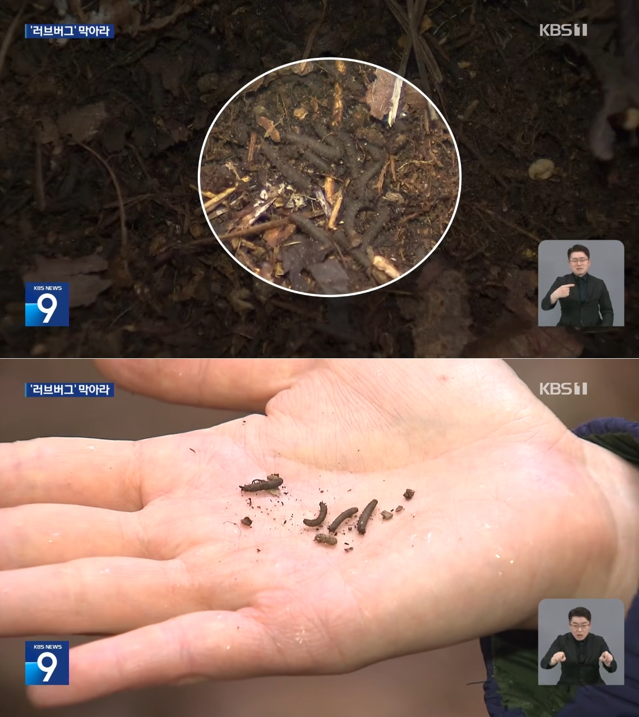 제명호서 대규모 '러브버그' 유충 첫 발견… 김동건 교수팀 방제 주도