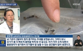 [KBS 뉴스] 환경생태연구소 강효정 연구원, 모기 급증 원인 분석