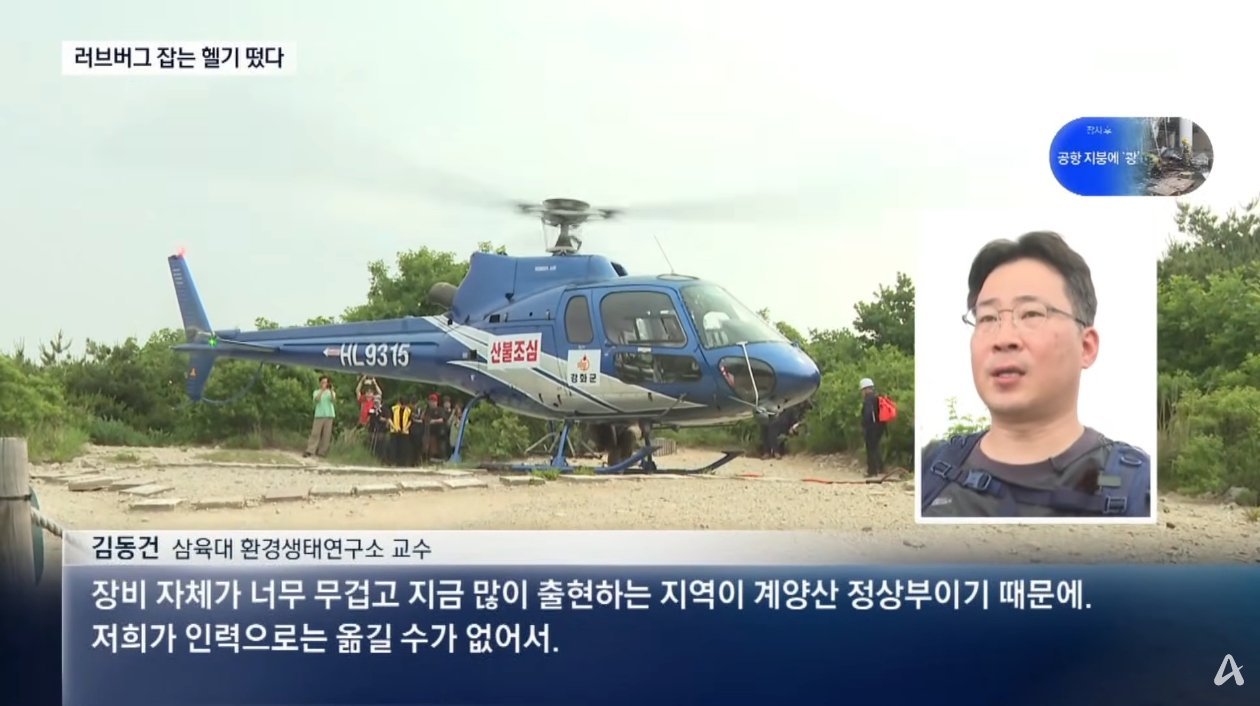 [채널A 뉴스] 러브버그 잡으려고 헬기까지 띄웠다