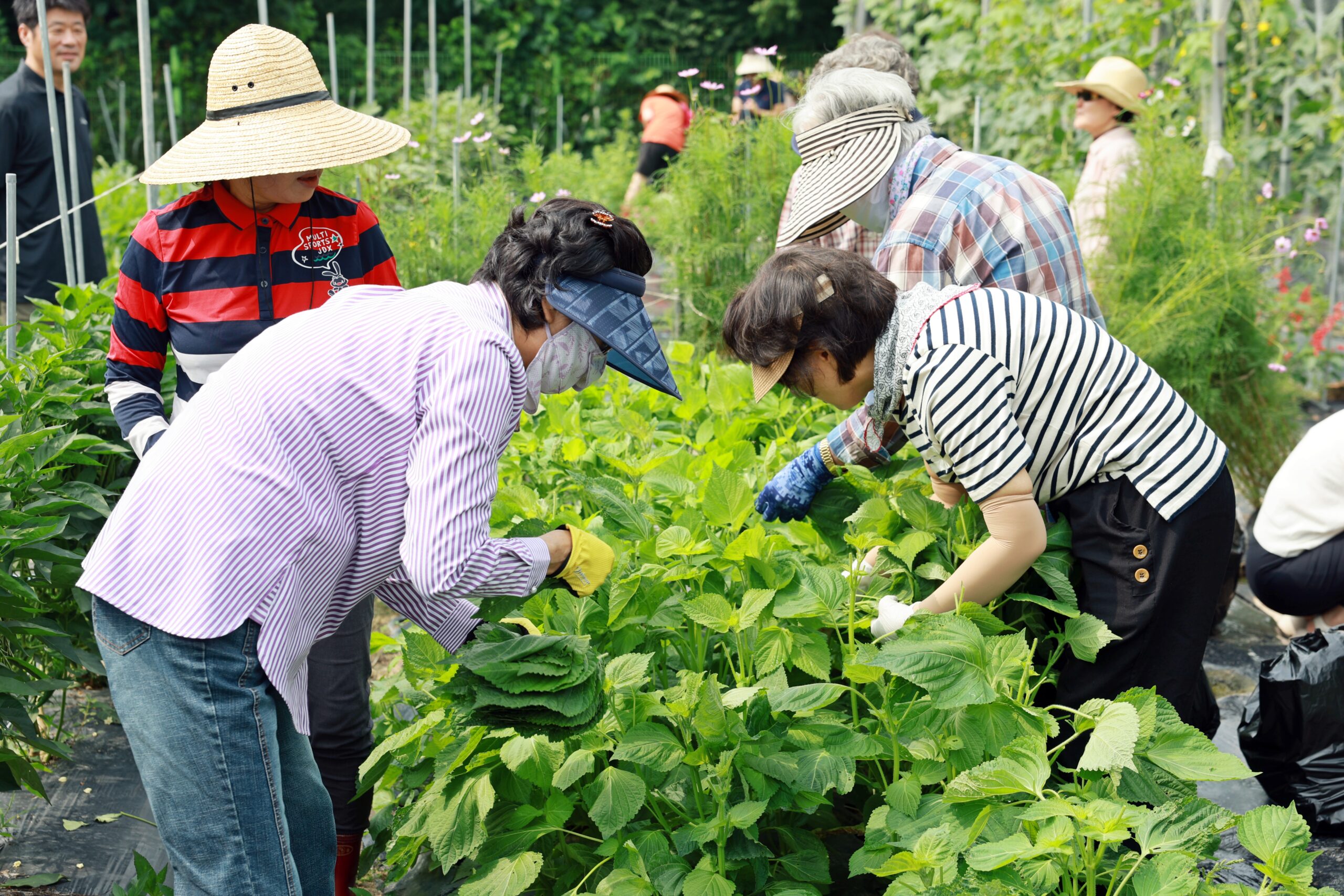 노작으로 기른 유기농 채소, 이웃과 나눠요
