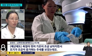 [SBS 뉴스] 환경생태연구소 강효정 연구원, '가을모기' 급증 원인 분석